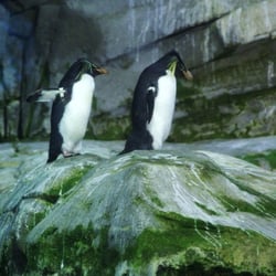 Goldschopfpinguine