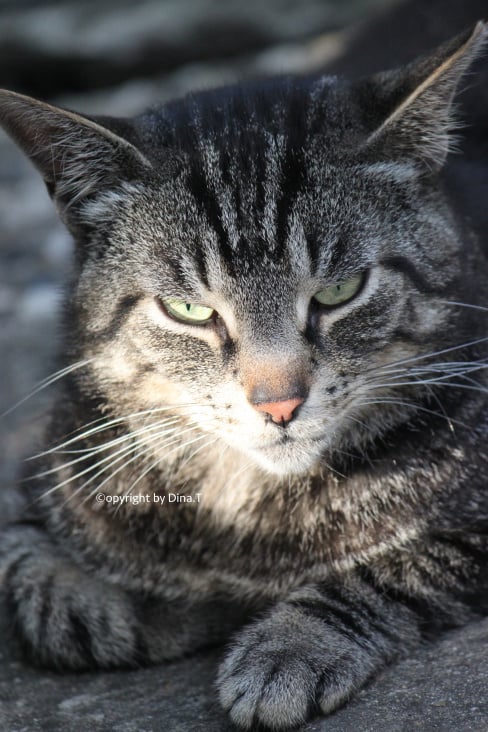 Cat Juli 2014 © by Dina.T