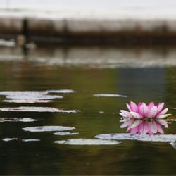 wasserblume