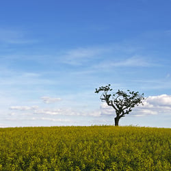 Baum im Rapsfeld