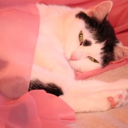 Bastet the Cat 2012 Teil 03