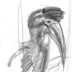 Hornrabe, 2017, Graphit auf Skizzenpapier, DIN A3
