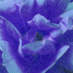 RoseV