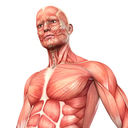 Die Muskulatur des Menschen – anatomische Illustrationen
