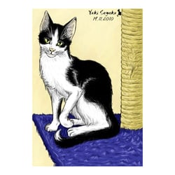 simple cat drawing – Zeichnung (PC + Grafiktablett)