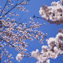 Suzaka, Japan.