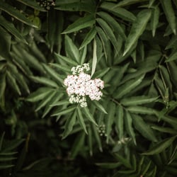 L1001266 Webgröße