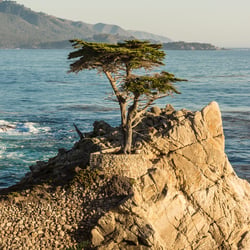 Carmel / Lone Pine