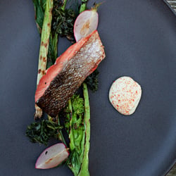 Salmon