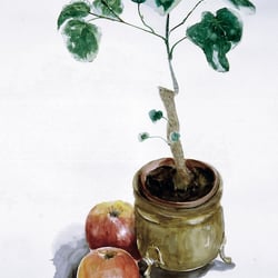 Aquarelle – Stilleben