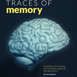 Science Magazine Brain