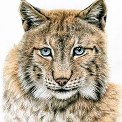 Luchs, Buntstiftzeichnung