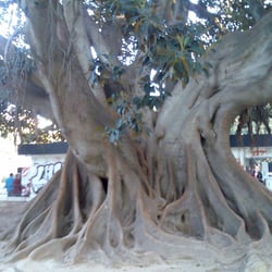 Stamm eines Gummibaums, Valencia, Spanien