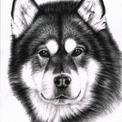 Alaskan Malamute