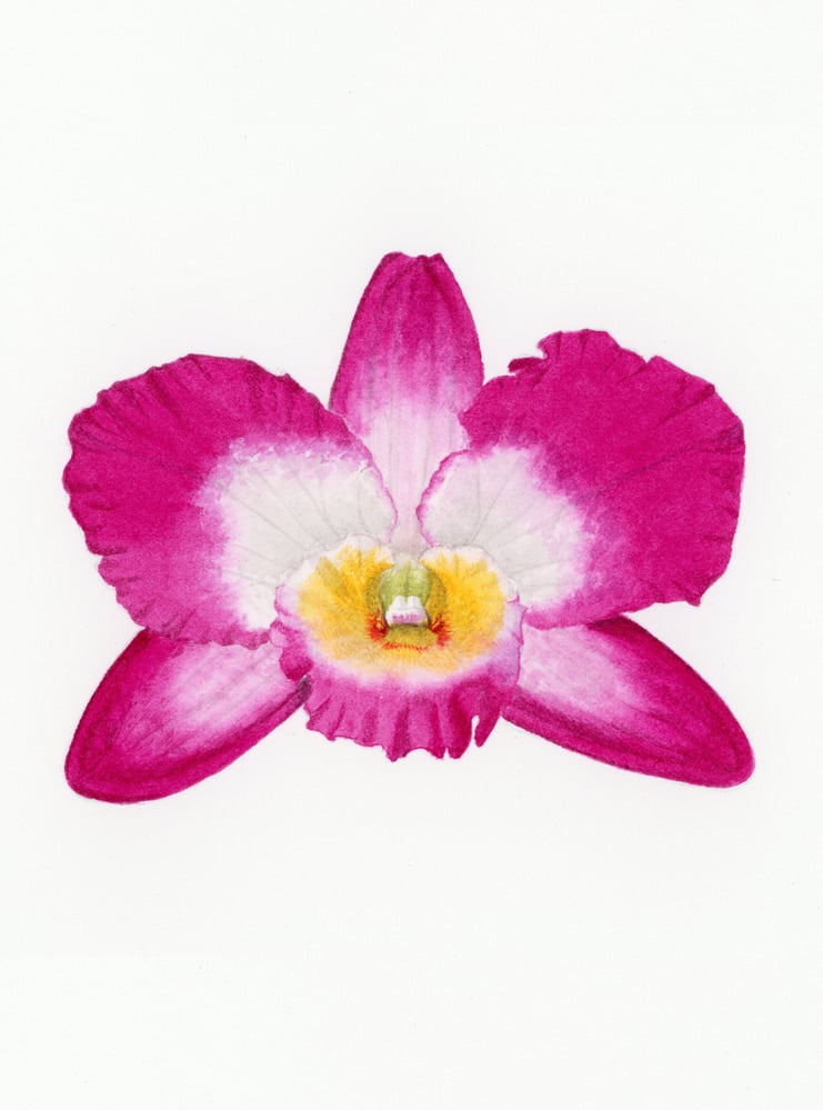 Dendrobium nobile VB