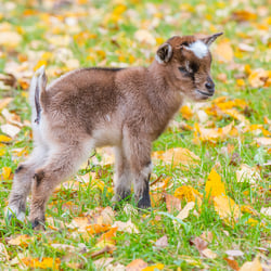 Tiere
