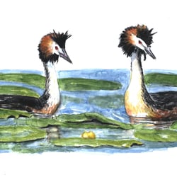 Haubentaucher