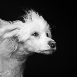 Chinese Crested