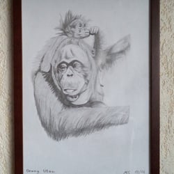 Orang Utan, Graphit