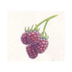 Himbeeren