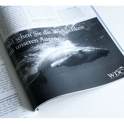 WDCS // Idee & Layout