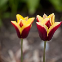 Castle Garden – A fully organic garden in Malmo – Sweden – Flowers