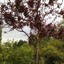 Natur 2012 Bäume