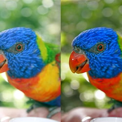 Lori und Kind Vogelpark Marlow