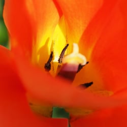 Tulp inside