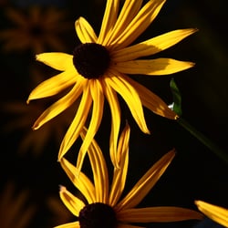 gelbeBlume 001