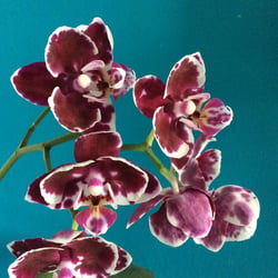 Orchidee