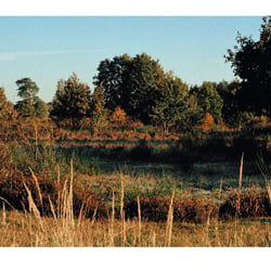 Die Heide lebt