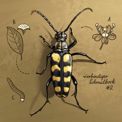 37-Vierbindiger-Schmalbock