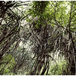RAINFOREST .01