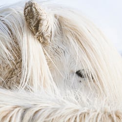 iceland horses