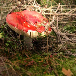 Rotkäppchen