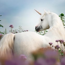 Tierfotografie StephanieBaer  0007