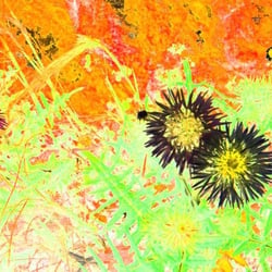 Farbdistel – ein buntes Stück Natur … Entstehungsjahr 2010, Technik Acryl, Originalgrösse 100 × 100