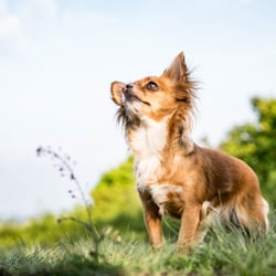Hundefotografie, Tierfotografie