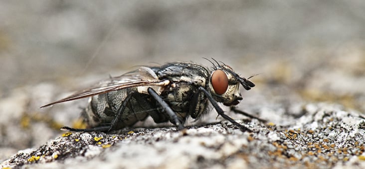 Fliege