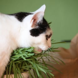 Bastet the Cat 2012 Teil 04