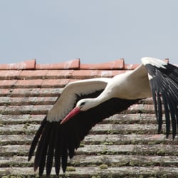 Schwarzstorch im Abflug