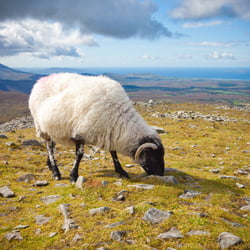 Croagh Patrick