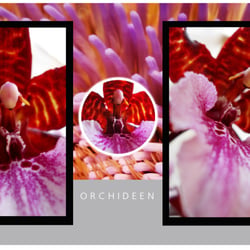 Orchideen