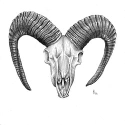 Mufflon