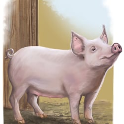 Schwein