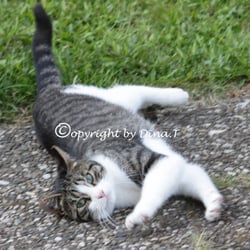CAT AUG . 2014