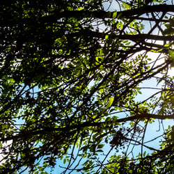 Sonnenschein