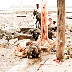 Indien