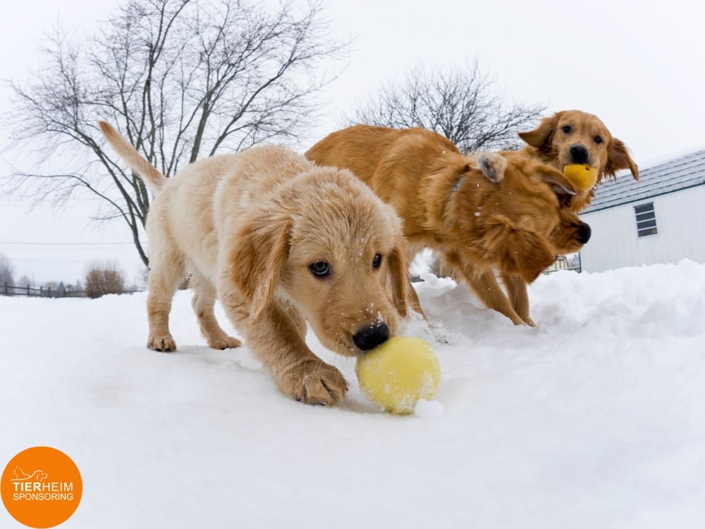 Tierische Wintertipps & Tierheimsponsoring